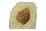 Fossil Leaf (Beringiaphyllum) - Montana #269365-1